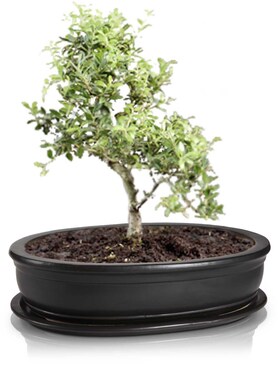 Bonsai donica do uprawy drzewka bonsai czarna 50x36x12cm