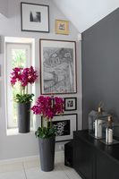 duży storczyk Mediolan Fuksja w szarej donicy, wys.118cm