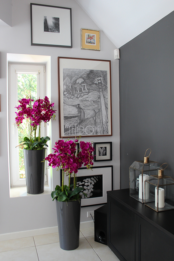 duży storczyk Mediolan Fuksja w szarej donicy, wys.118cm