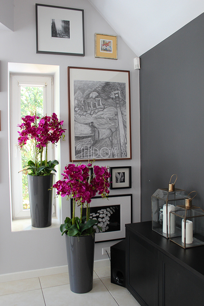 duży storczyk Mediolan Fuksja w szarej donicy, wys.118cm