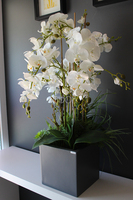 bardzo duży storczyk & sukulenty Simple Grande Grey, wys.90cm