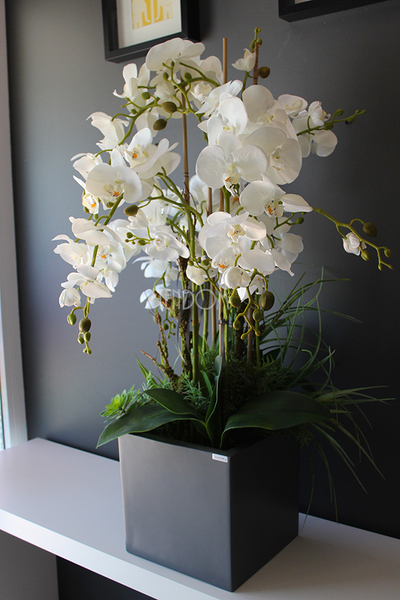 bardzo duży storczyk & sukulenty Simple Grande Grey, wys.90cm