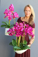 bogaty storczyk w ceramicznej misie, Fuksja Pollena, wys.65cm