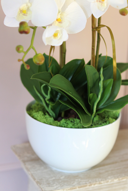 Lucerra Big, elegancki storczyk w minimalistycznej donicy, wys.60cm