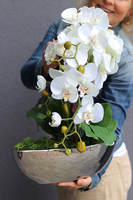 efektowny sztuczny storczyk, Laos Silvermoon, wys.52cm 