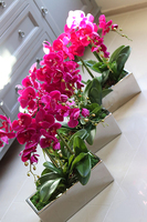 obfity storczyk Infinity w minimalistycznej donicy, wys.70cm