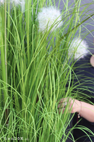 Dandelion Light, trawa w podświetlanej donicy z dmuchawcami, wys. 190cm