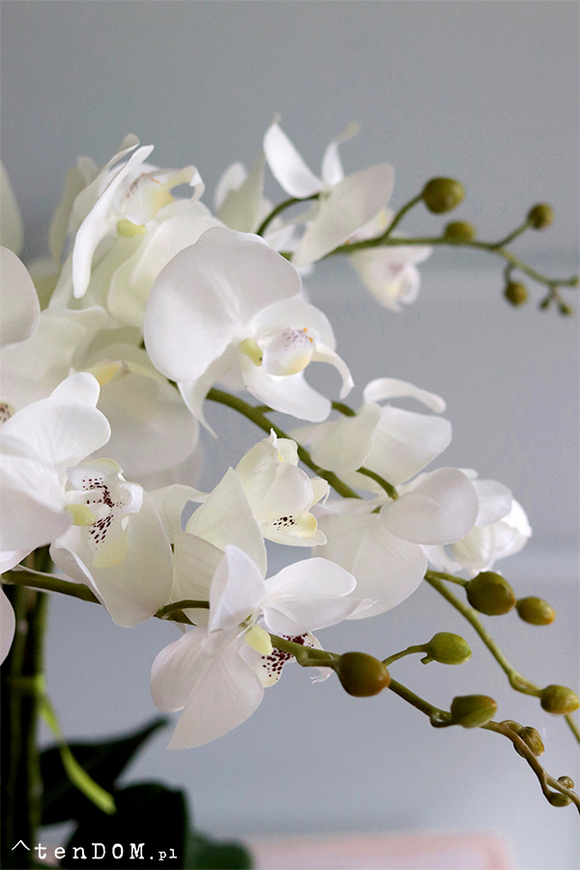 Cariba 2, storczyk w beżowej misie glamour, wys.50cm 