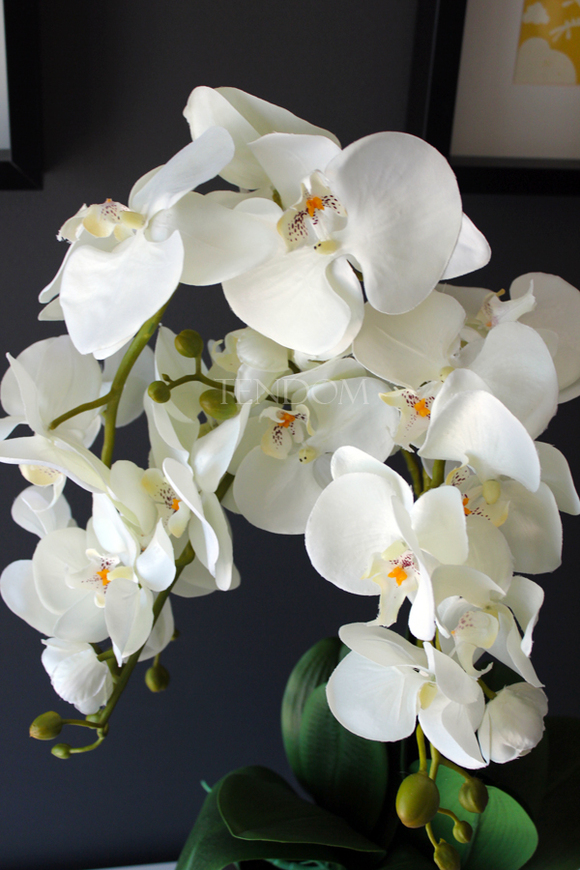 śliczny storczyk Grey w wersji Big, wys.68cm