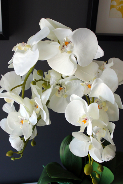 śliczny storczyk Grey w wersji Big, wys.68cm