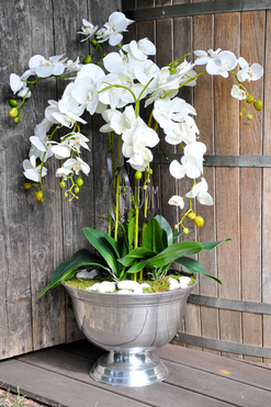 ogromny storczyk w aluminiowej donicy Kielich wys. ok.100cm