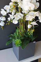 bardzo duży storczyk & sukulenty Simple Grande Grey, wys.90cm