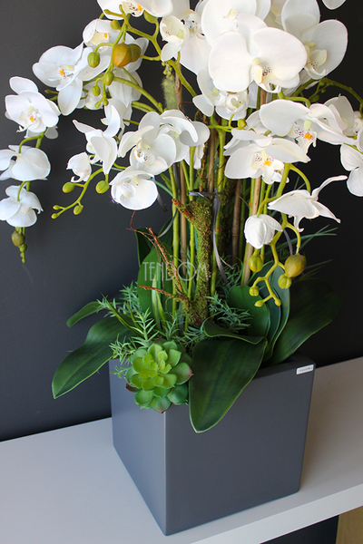 bardzo duży storczyk & sukulenty Simple Grande Grey, wys.90cm