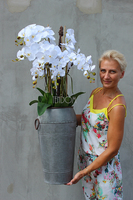 bardzo duży storczyk Sara w metalowej donicy wys.114cm