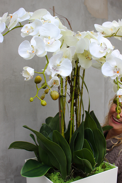 duży storczyk Mediolan Grande w białej donicy, wys.125cm