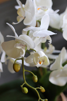 Golden Ariel, storczyk w złotym naczyniu, wys.60cm