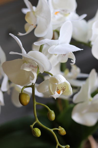 Golden Ariel, storczyk w złotym naczyniu, wys.60cm