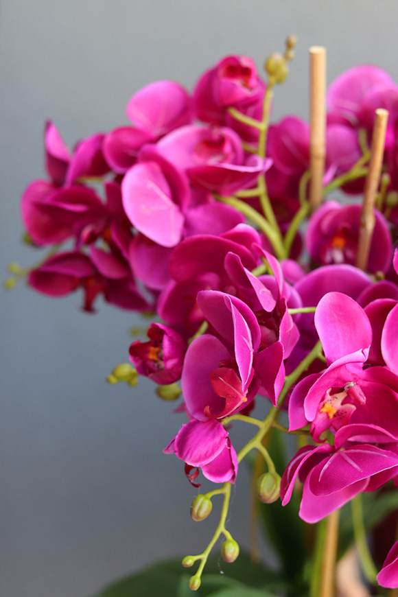 bogaty storczyk w ceramicznej misie, Fuksja Pollena, wys.65cm