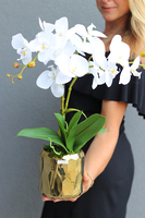 Goldesso, elegancki storczyk w złotej osłonce, wys.50cm 