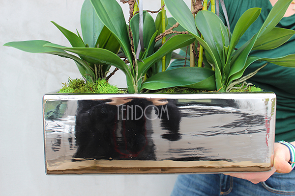 obfity storczyk Infinity w minimalistycznej donicy, wys.70cm