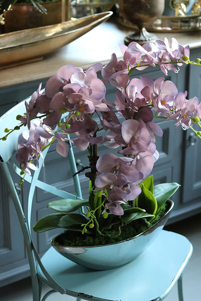 efektowny storczyk Wrzosowy Laos w lustrzanej donicy, wys.62cm 