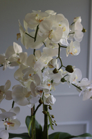 Azura Tall, wysoki storczyk w porcelanowym pucharze, wys.84cm