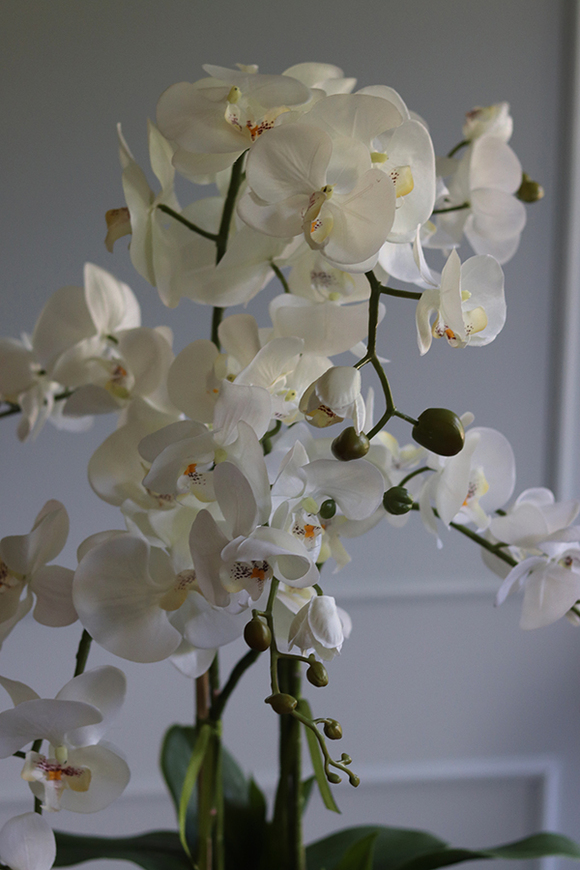 Azura Tall, wysoki storczyk w porcelanowym pucharze, wys.84cm