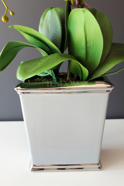 śliczny storczyk Grey w wersji Big, wys.68cm