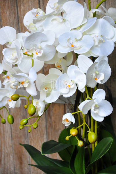 ogromny storczyk w aluminiowej donicy Kielich wys. ok.100cm