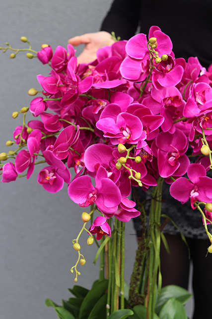 duży storczyk Mediolan Fuksja w szarej donicy, wys.118cm