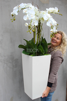 duży storczyk Mediolan Grande w białej donicy, wys.125cm