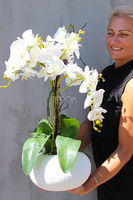 mniejszy storczyk White Japan w białej donicy (mat), wys.65cm