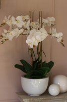 Rebeka, elegancki storczyk w minimalistycznej donicy, wys.70cm