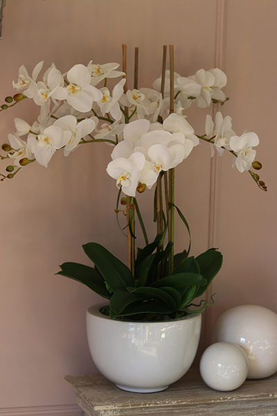 Rebeka, elegancki storczyk w minimalistycznej donicy, wys.70cm