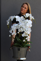 Champagne Cooler ekskluzywny storczyk sztuczny w coolerze, wys.85cm