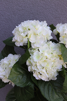 doniczkowa hortensja Biała, wysokiej jakości sztuczne kwiaty, wys.40cm