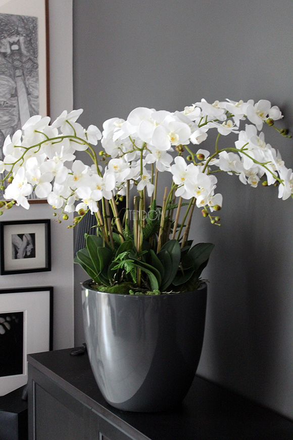 efektowny storczyk Grande Grey z paprocią w szarej donicy z fiberglass, wys.92cm