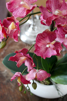 sztuczny storczyk Manolo w szlachetnej donicy, wys.45cm