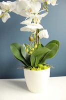 Modern White storczyk w kremowej osłonce, wys.58cm