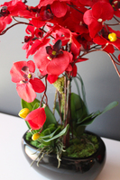 walentynkowy krwistoczerwony storczyk Red Fire w czarnej donicy, wys.55cm