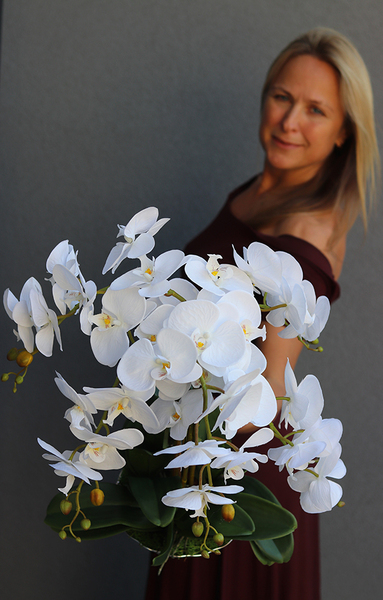 elegancki storczyk w srebrnej misie, Silver Time, wys.54cm