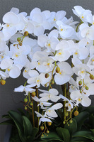 Hotel Design Grey Grande w donicy, dużych rozmiarów kompozycja, wys.105cm 