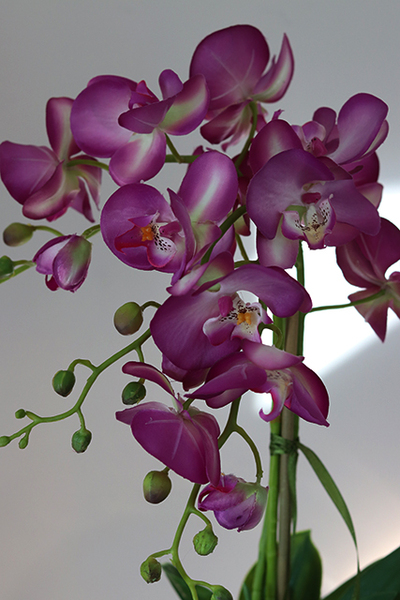 ekskluzywny storczyk Manfredo Fuksja, wys.58cm