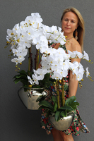 Ungaro, sztuczny storczyk w lustrzanej donicy, wys.84cm 