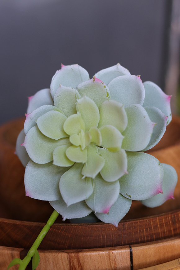 gumowa sztuczna roślina, Sukulent siwozielony 86, wym.25cm