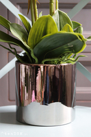 Silver Tonnet Small, storczyk w lustrzanej donicy, wys.74cm 