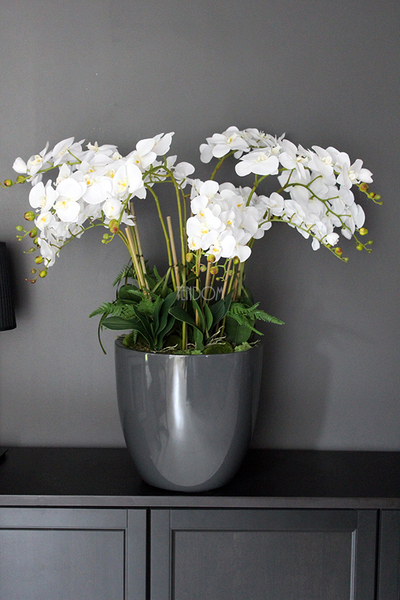 efektowny storczyk Grande Grey z paprocią w szarej donicy z fiberglass, wys.92cm