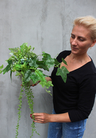 komplet 2 kompozycji w betonowych donicach z sukulentami Renno, wys.30cm