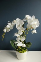 Modern White storczyk w kremowej osłonce, wys.58cm