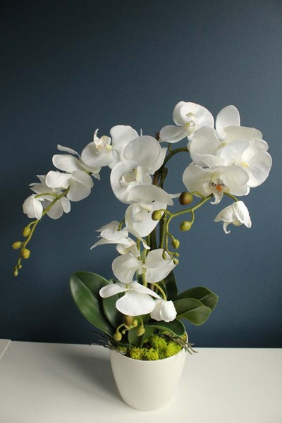 Modern White storczyk w kremowej osłonce, wys.58cm
